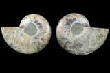 Cut & Polished, Agatized Ammonite Fossil - Madagascar #183219-1